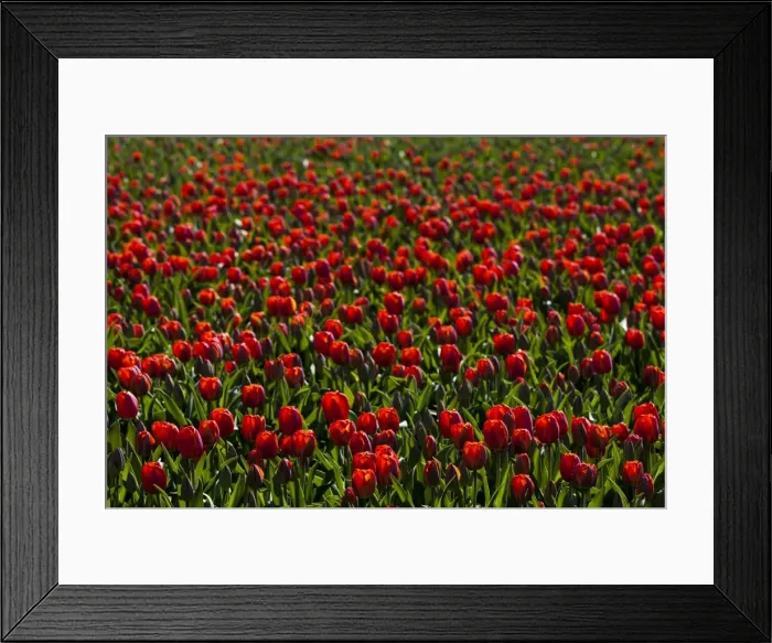 Framed Print : Bulbfields at Sassenheim, Netherlands