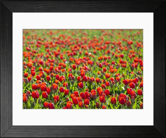 Framed Print : Bulbfields at Sassenheim, Netherlands