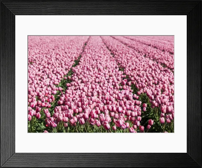 Framed Print : Bulbfields at Sassenheim, Netherlands