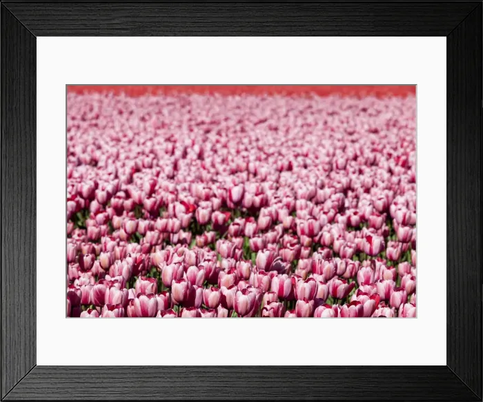 Framed Print : Bulbfields at Sassenheim, Netherlands