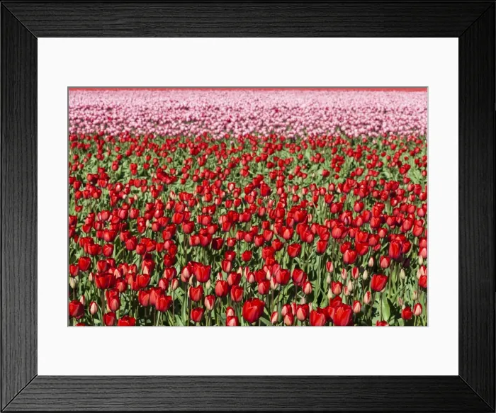 Framed Print : Bulbfields at Sassenheim, Netherlands