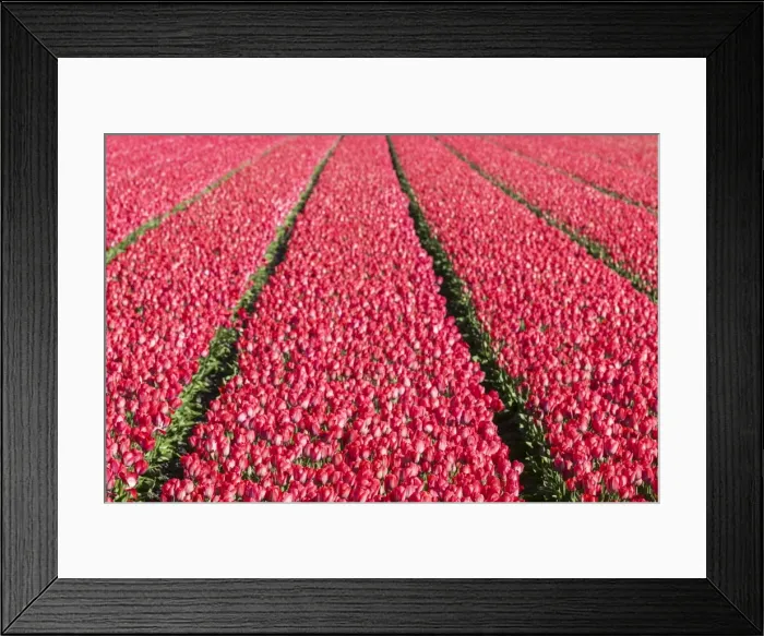 Framed Print : Bulbfields at Sassenheim, Netherlands