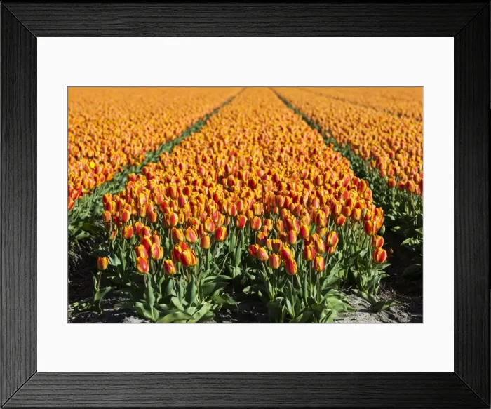 Framed Print : Bulbfields at Sassenheim, Netherlands