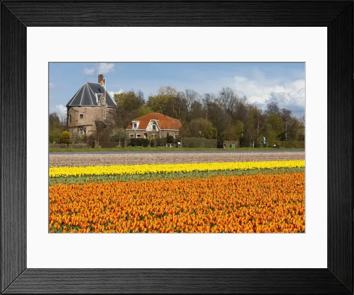 Framed Print : Bulbfields at Sassenheim, Netherlands