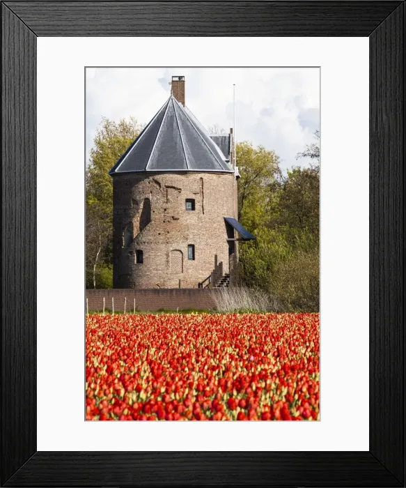 Framed Print : Bulbfields at Sassenheim, Netherlands