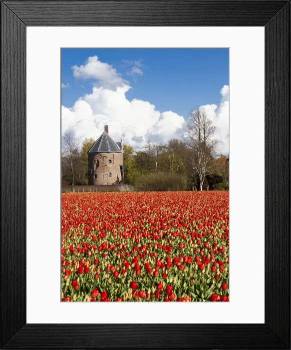 Framed Print : Bulbfields at Sassenheim, Netherlands