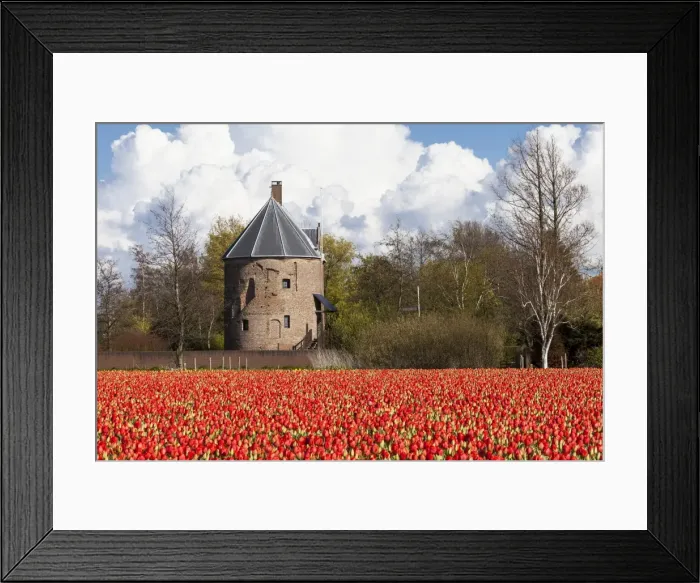 Framed Print : Bulbfields at Sassenheim, Netherlands