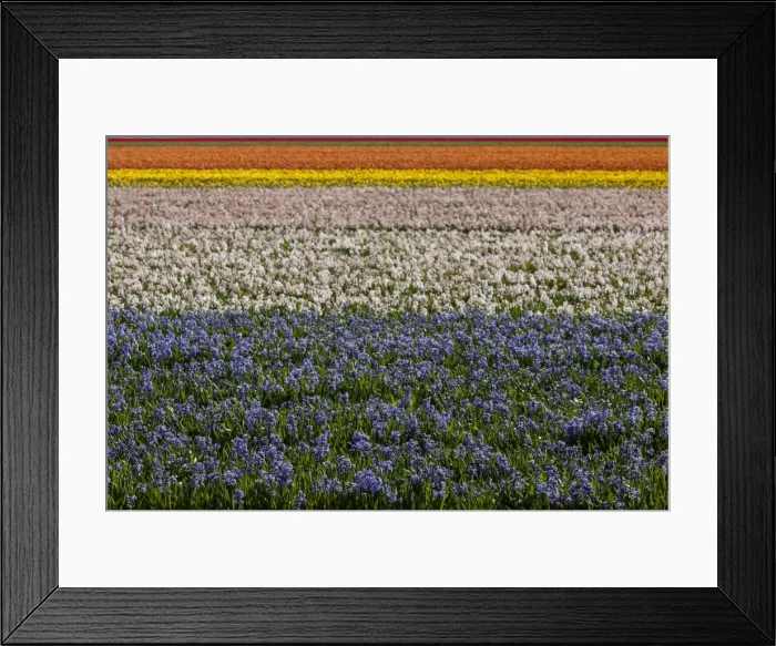 Framed Print : Bulbfields at Sassenheim, Netherlands