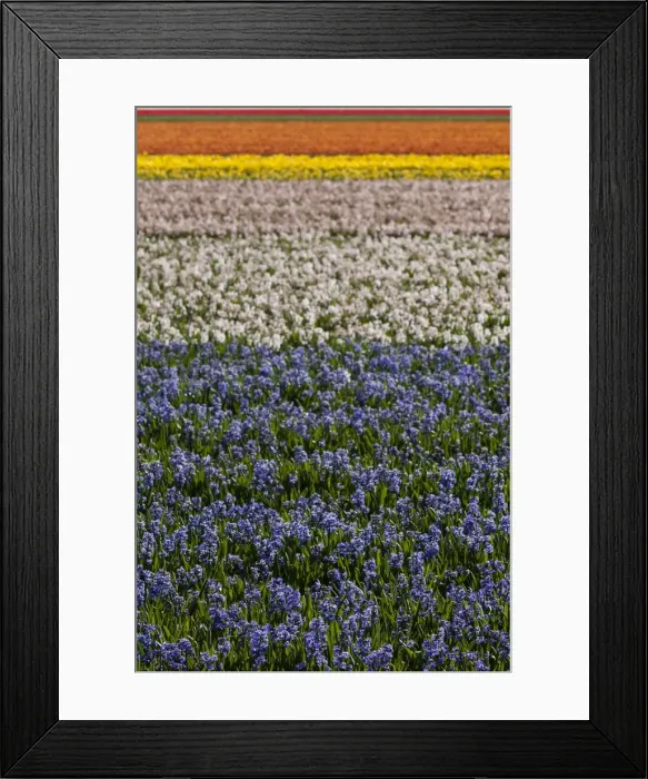 Framed Print : Bulbfields at Sassenheim, Netherlands