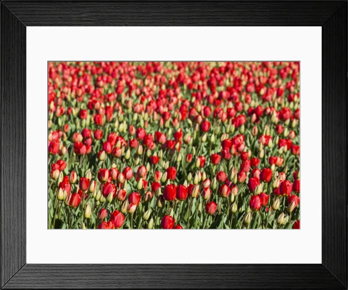 Framed Print : Bulbfields at Sassenheim, Netherlands