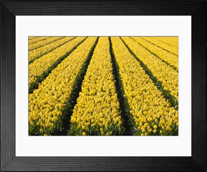 Framed Print : Bulbfields at Sassenheim, Netherlands