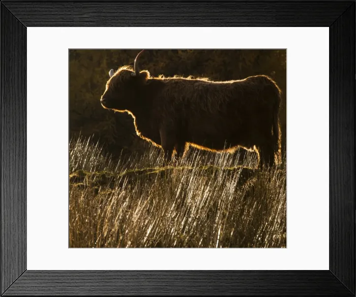 Framed Print : A highland cow at Glen Lonan in Argyll and Bute, Scotland Framed Print : A highland cow at Glen Lonan in Argyll and Bute, Scotland
