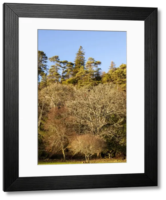 Framed Print : Trees in winter at Port Appin in Argyll and Bute, Scotland