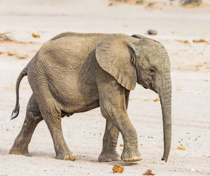 Framed Print : A baby desert elephant in Damaraland, Namibia