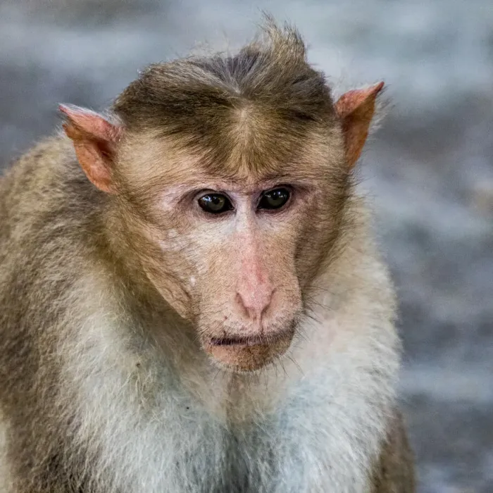 Framed Print : A bonnet macaque in the Vedantangal Bird Sanctuary in Tamil Nadu, India Framed Print : A bonnet macaque in the Vedantangal Bird Sanctuary in Tamil Nadu, India