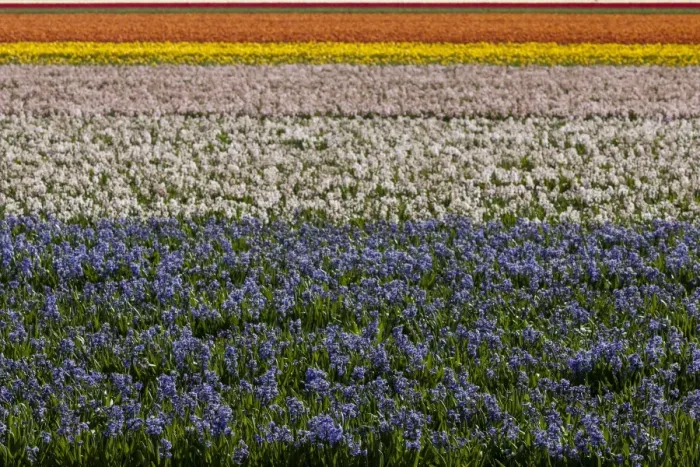 Framed Print : Bulbfields at Sassenheim, Netherlands