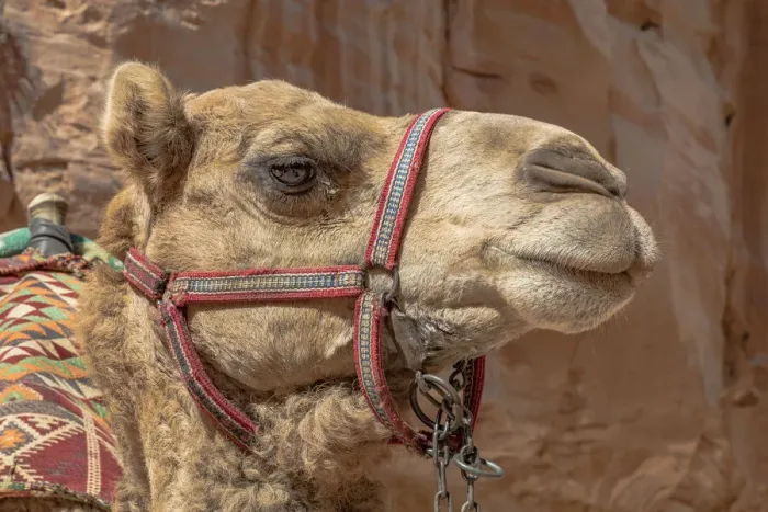 Framed Print : A camel at Petra, Jordan