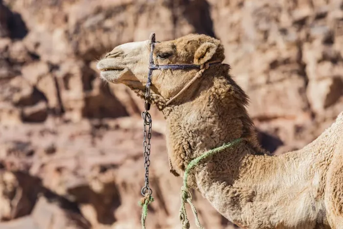 Framed Print : A camel at Wadi Rum, Jordan