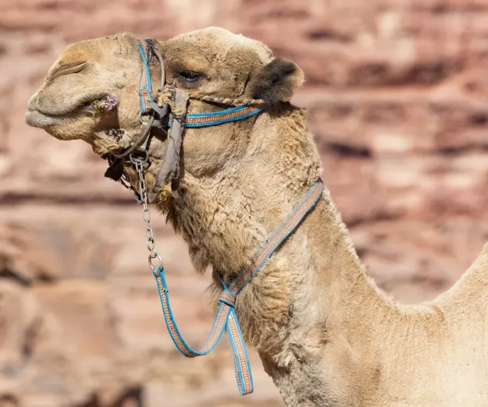 Framed Print : A camel at Wadi Rum, Jordan
