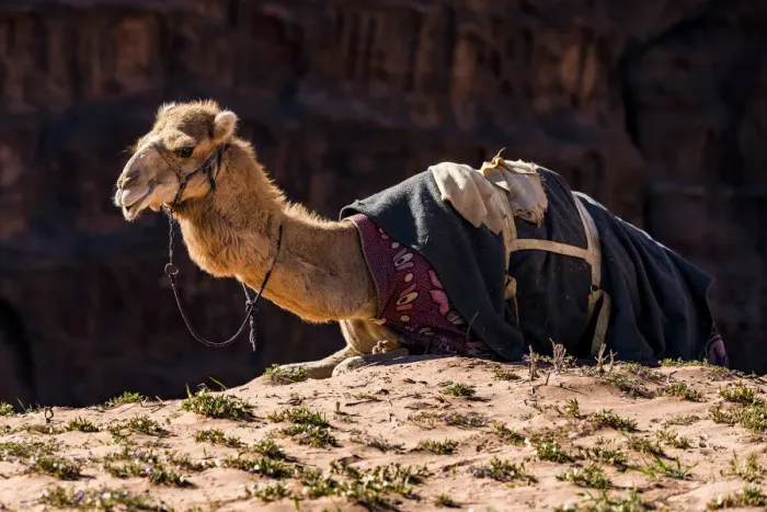 Framed Print : A camel at Wadi Rum, Jordan
