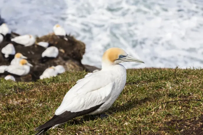 Framed Print : A cape gannet at Muriwai in Northland, New Zealand