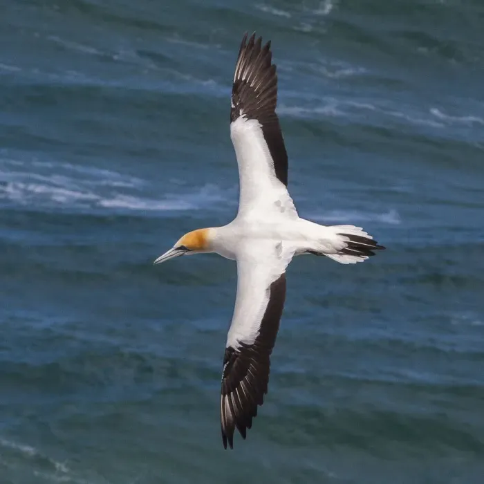 Framed Print : A cape gannet at Muriwai in Northland, New Zealand