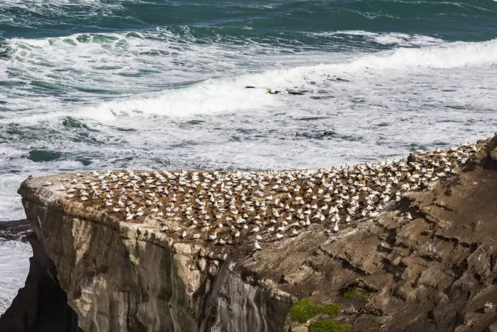 Framed Print : Cape gannets at Muriwai in Northland, New Zealand
