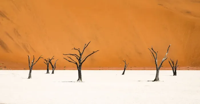 Framed Print : Dead trees below the dunes in Deadvlei in Namibia