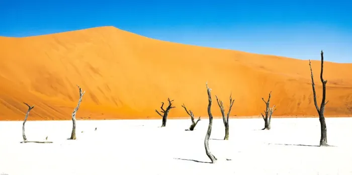Framed Print : Dead trees below the dunes in Deadvlei in Namibia