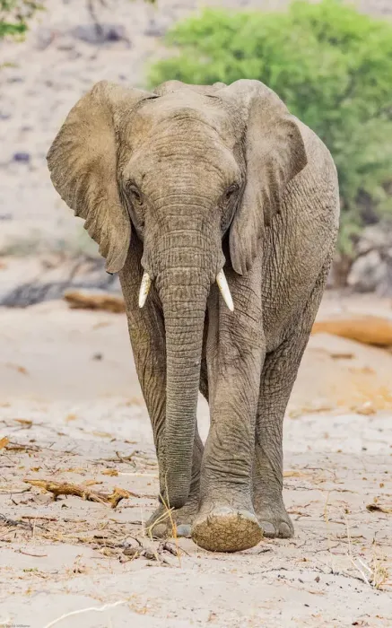 Framed Print : A desert elephant in Damaraland, Namibia