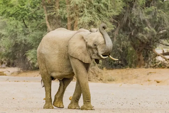 Framed Print : A desert elephant in Damaraland, Namibia