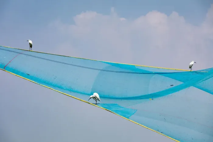 Framed Print : Egrets in a fishing net at Fort Kochi in Kerala, India