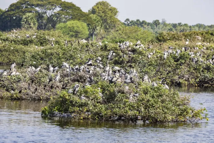 Framed Print : Egrets resting in the trees at the Vedantangal Bird Sanctuary in Tamil Nadu, India Framed Print : Egrets resting in the trees at the Vedantangal Bird Sanctuary in Tamil Nadu, India