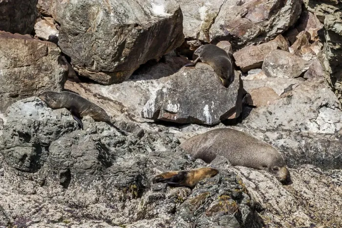Framed Print : Fur seals at Kaikoura in Canterbury, New Zealand