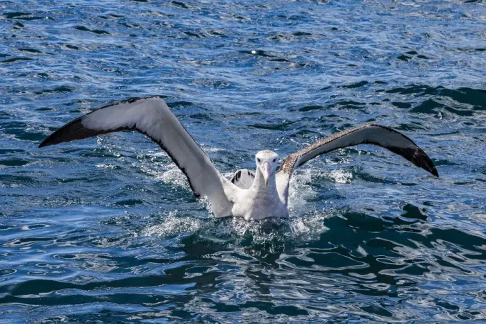 Framed Print : A Gibson`s wandering albatross at Kaikoura in Canterbury, New Zealand