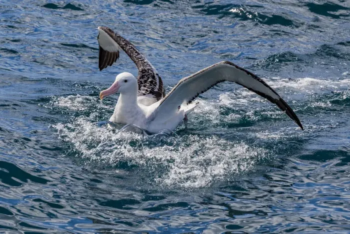Framed Print : A Gibson`s wandering albatross at Kaikoura in Canterbury, New Zealand