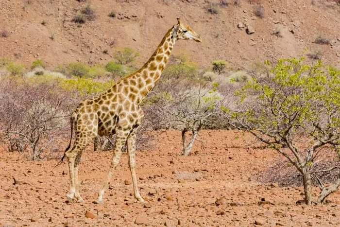 Framed Print : A giraffe in Damaraland, Namibia Framed Print : A giraffe in Damaraland, Namibia