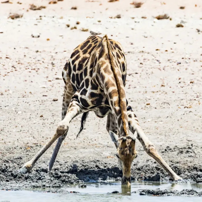 Framed Print : A giraffe in Etosha National Park, Namibia