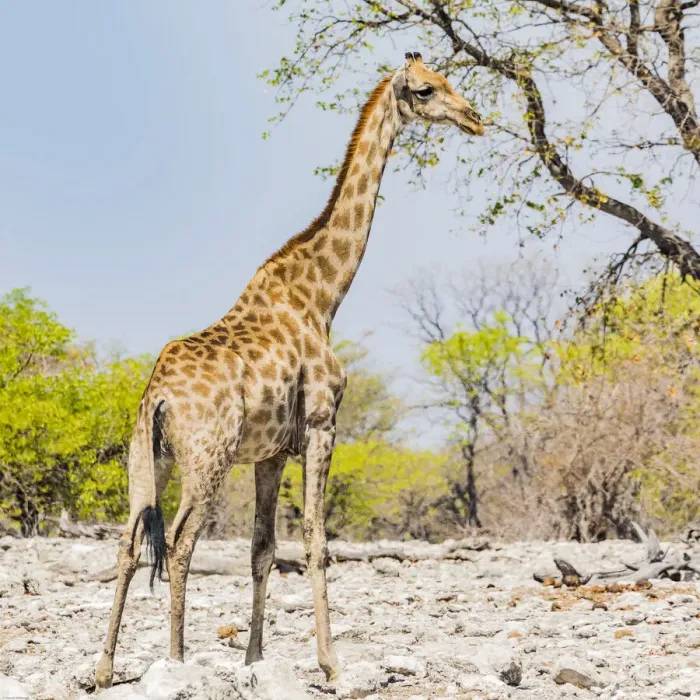 Framed Print : A giraffe in Etosha National Park, Namibia