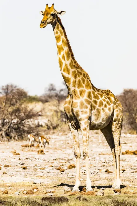 Framed Print : A giraffe in Etosha National Park, Namibia