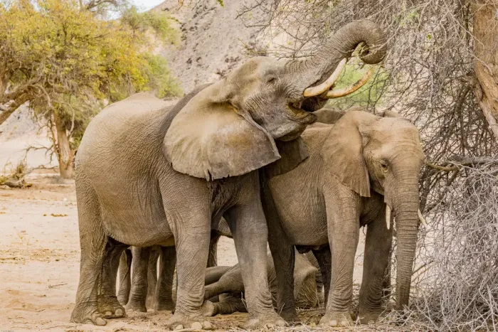 Framed Print : A group of desert elephants in Damaraland, Namibia
