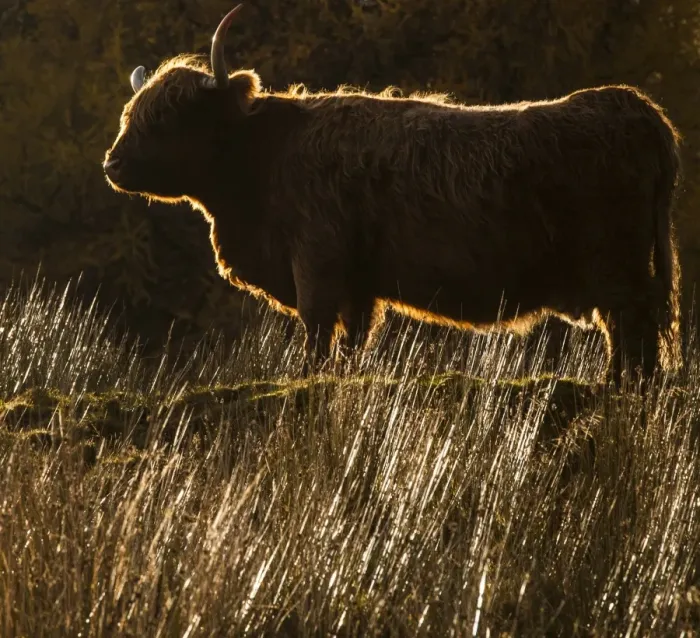 Framed Print : A highland cow at Glen Lonan in Argyll and Bute, Scotland Framed Print : A highland cow at Glen Lonan in Argyll and Bute, Scotland