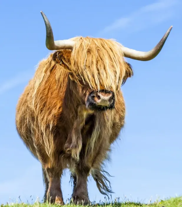 Framed Print : A highland cow in Lewis, Scotland Framed Print : A highland cow in Lewis, Scotland