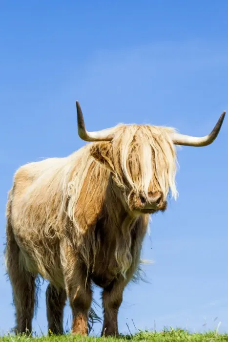 Framed Print : A highland cow in Lewis, Scotland Framed Print : A highland cow in Lewis, Scotland