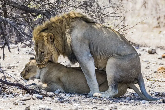 Framed Print : A lion and lioness mating in Etosha National Park, Namibia Framed Print : A lion and lioness mating in Etosha National Park, Namibia