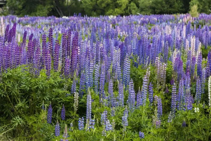 Framed Print : Lupins at Omarama in Otago, New Zealand