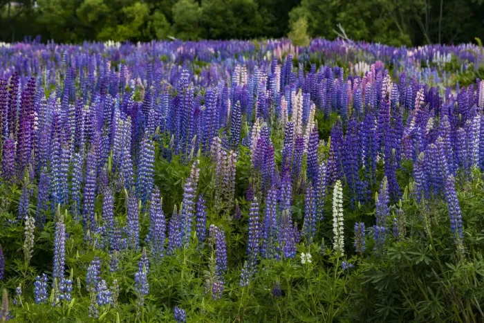 Framed Print : Lupins at Omarama in Otago, New Zealand