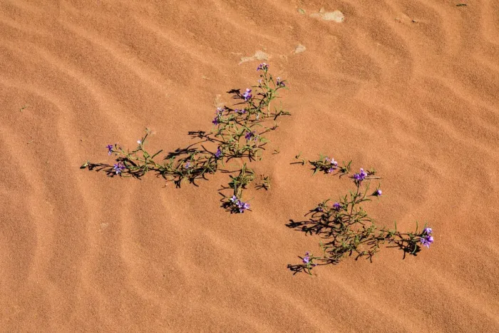 Framed Print : A plant surviving in the arid desert in Wadi Rum, Jordan