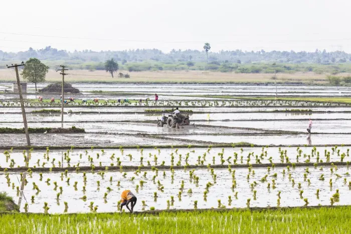 Framed Print : Planting rice in a paddy field near Kunnavakkam in Tamil Nadu, India