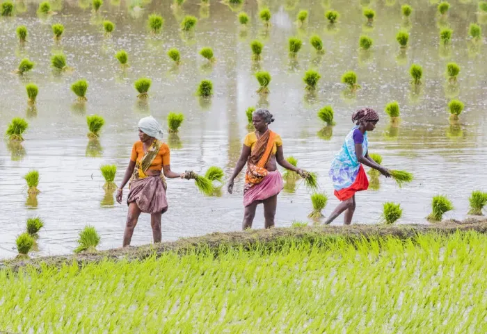 Framed Print : Planting rice in a paddy field near Kunnavakkam in Tamil Nadu, India